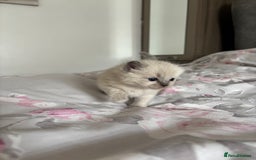 Ragdoll cats for sale: Purebred bluepoint ragdolls - Image 10