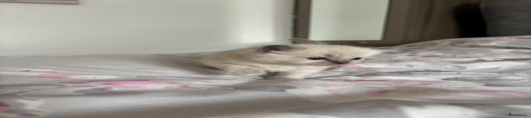 Ragdoll Kitten 3