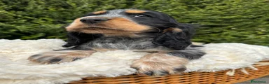Cocker Spaniel 1