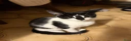 Mixed Breed cats for sale: Beautiful Kittens - Advert 13