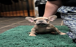 French Bulldog dogs for sale: Lilac fawn french bulldog male pup  - Image 4