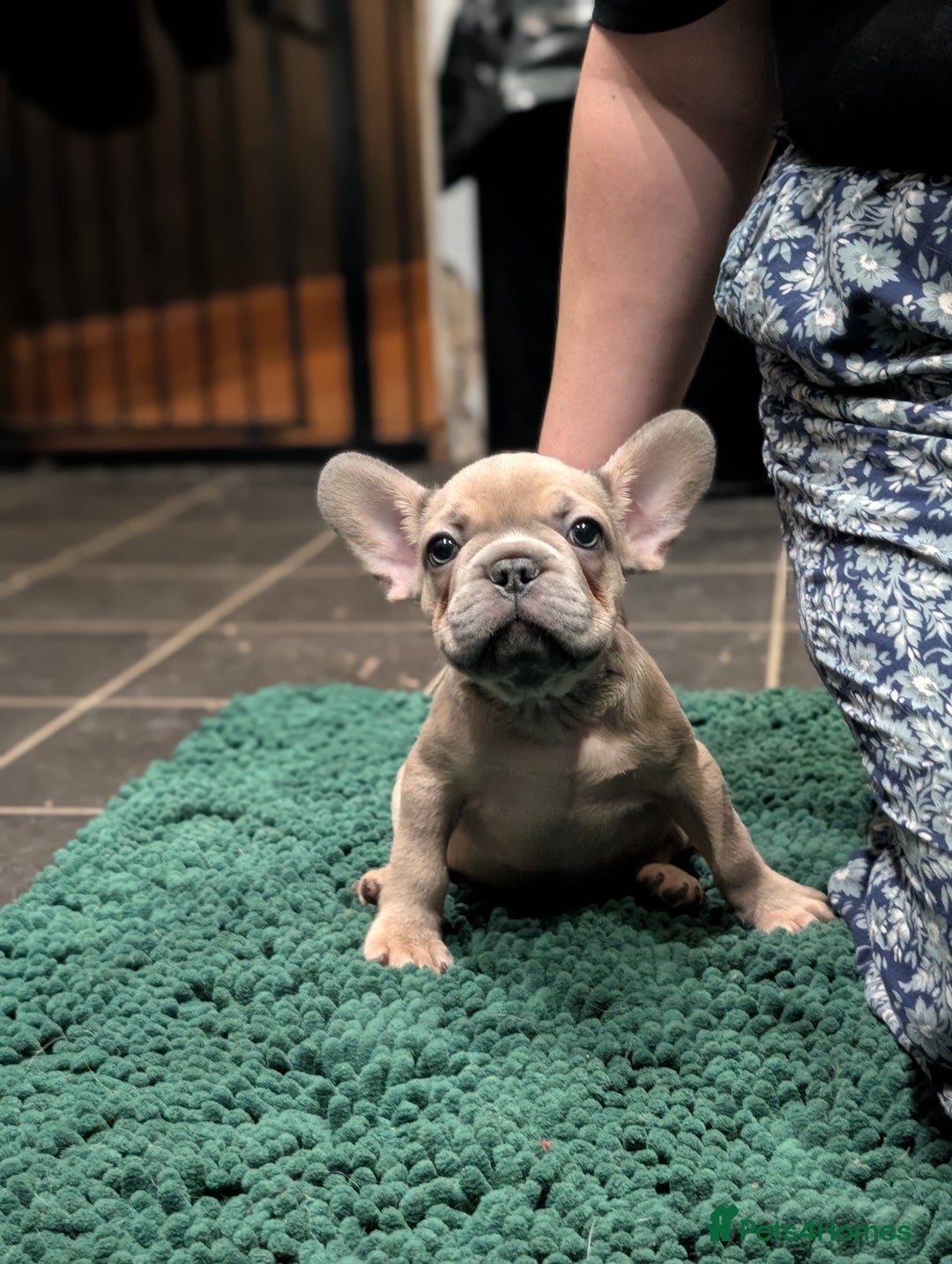 French Bulldog dogs for sale: Lilac fawn french bulldog male pup  - Image 4