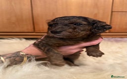 Cockapoo dogs for sale: Fb2 miniature cockapoo - Image 11
