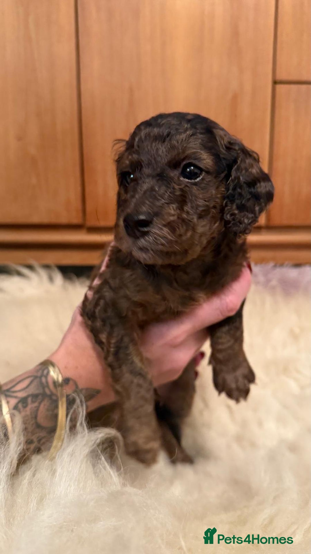 Cockapoo dogs for sale: Fb2 miniature cockapoo - Image 11