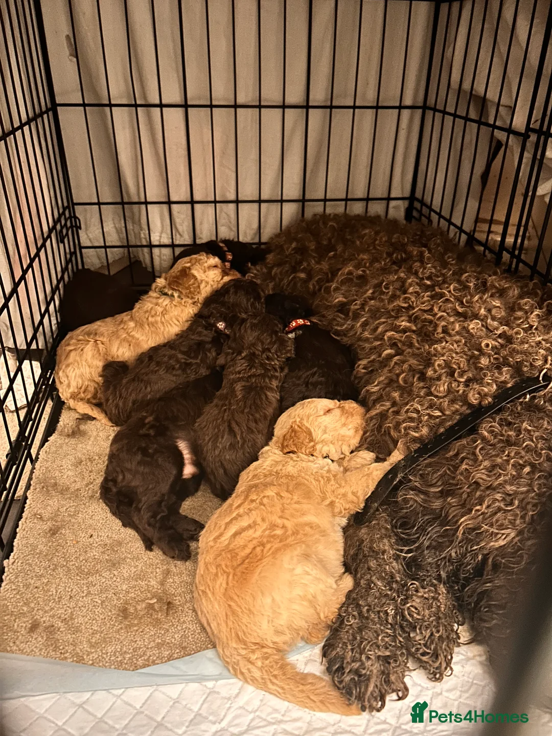 Lagotto Romagnolo dogs for sale: Spring Lagotto Romagnolo puppies - Advert 8