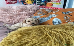 Maltipoo dogs for sale: ❤️XS TOY MALTIPOOS❤️ - Image 2