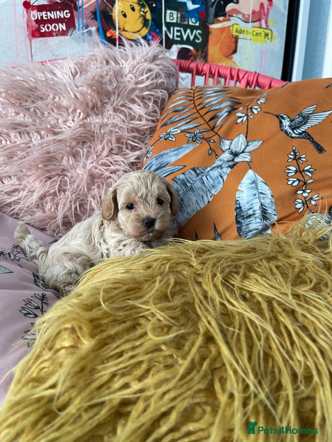Maltipoo dogs for sale: ❤️XS TOY MALTIPOOS❤️ - Image 2