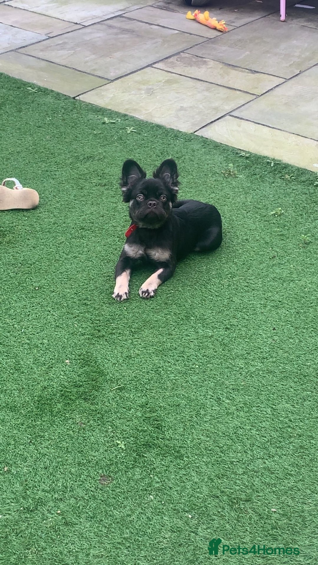 French Bulldog dogs for sale: Visual fluffy frenchie chocolate boy  - Advert 5