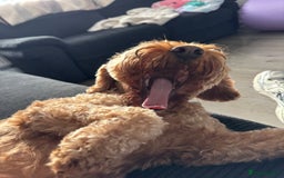 Cockapoo dogs for sale: Cockapoo bitch red 3 years old  - Image 13