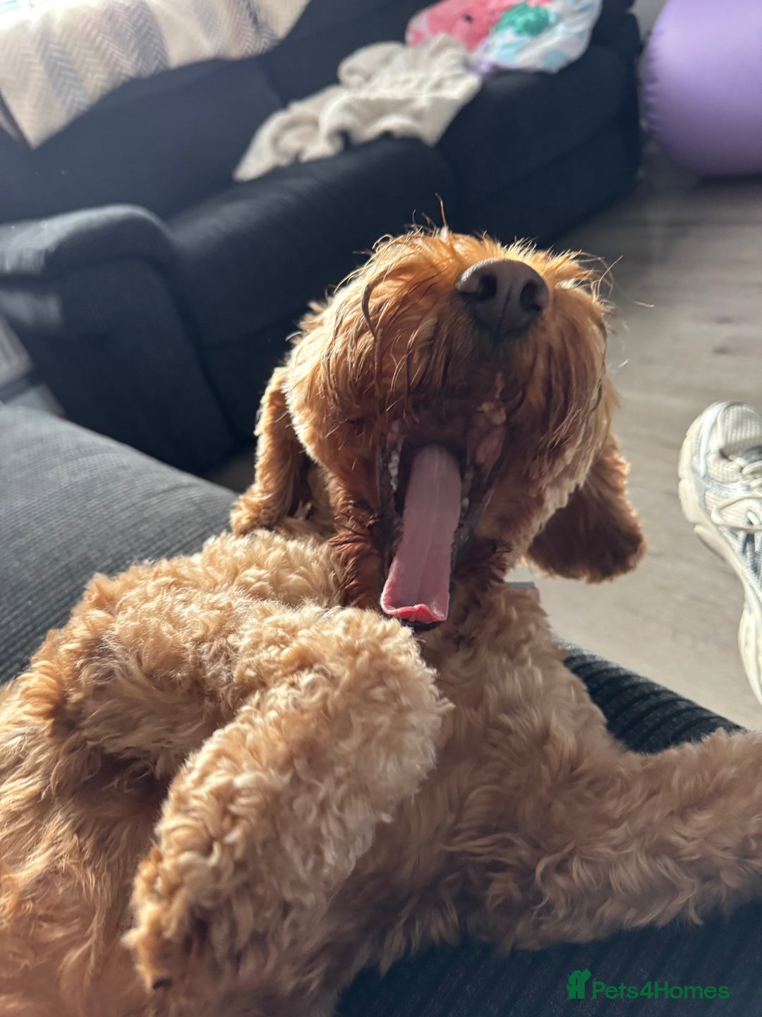 Cockapoo dogs for sale: Cockapoo bitch red 3 years old  - Image 13