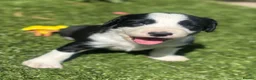Mixed Breed dogs for sale: Cocker X Collie Puppies - Advert 4