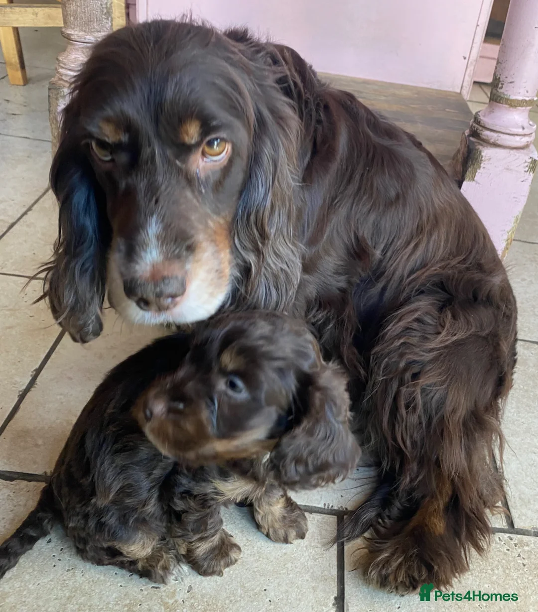 Cockapoo dogs for sale: Adorable cockapoo boy in Stoke-on-Trent - Advert 6