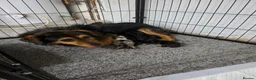 Mixed Breed dogs for sale: Welsh Terrier x Jack Russell Puppies Ready To Go in Wigan - Advert 11