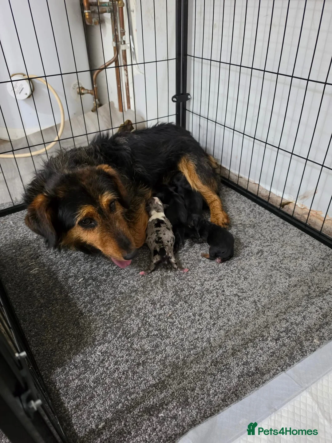 Mixed Breed dogs for sale: Welsh Terrier x Jack Russell Puppies Ready To Go in Wigan - Advert 11