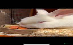 Mixed Breed rabbits for sale: Satin rabbit,white and male (Dexter) - Image 2