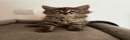 Siberian cats for sale: Beautiful Mix Siberian Kitten - Advert 4