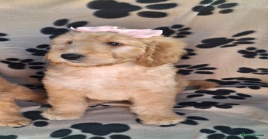 Goldendoodle dogs - Advert 12