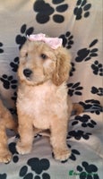 Goldendoodle dogs - Advert 7