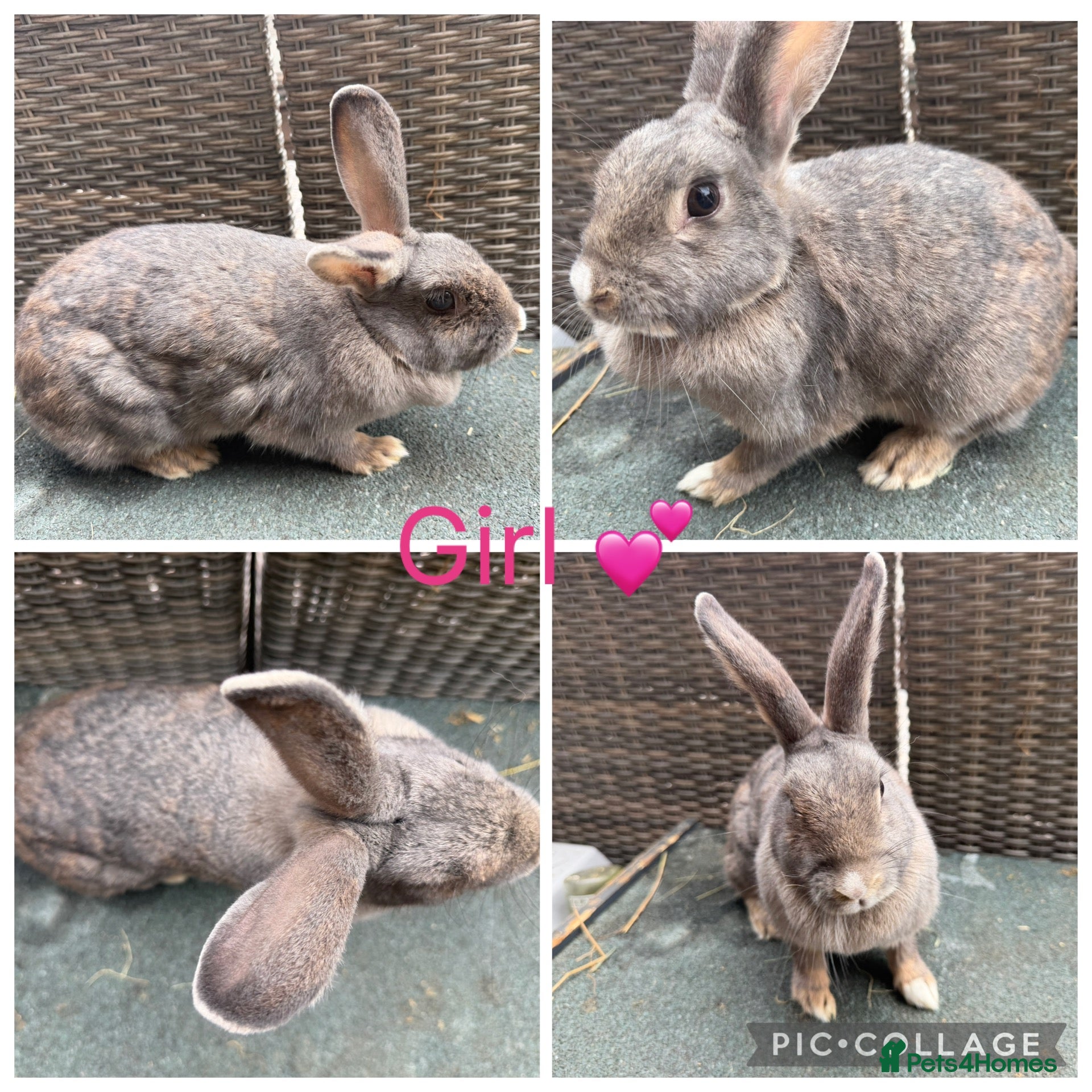 Mixed Breed rabbits for sale: Stunning Continental Giant crosses for new laps - Advert 2