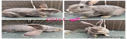 Mixed Breed rabbits for sale: Stunning Continental Giant crosses for new laps - Advert 3