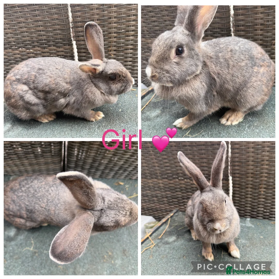 Mixed Breed rabbits for sale: Stunning Continental Giant crosses for new laps - Advert 1