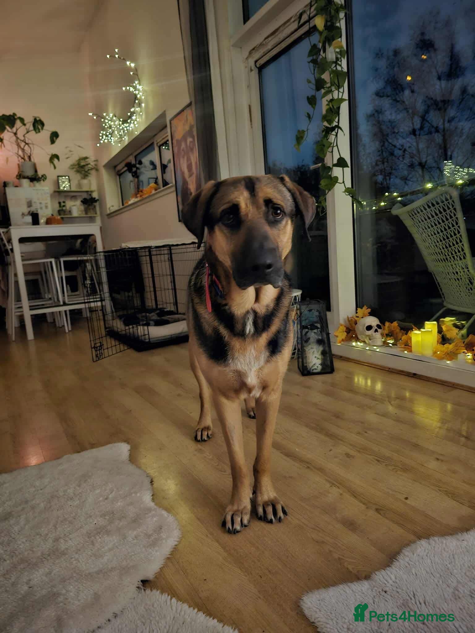 Mixed Breed dogs Jim the gentle giant  - Advert 1