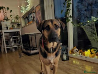 Mixed Breed dogs Jim the gentle giant - Advert 2