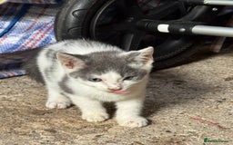 Mixed Breed cats for sale: Mix breed male kittens for sale  - Image 8