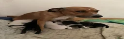 Staffordshire Bull Terrier dogs for sale: Staffordshire bull terrier  - Advert 5