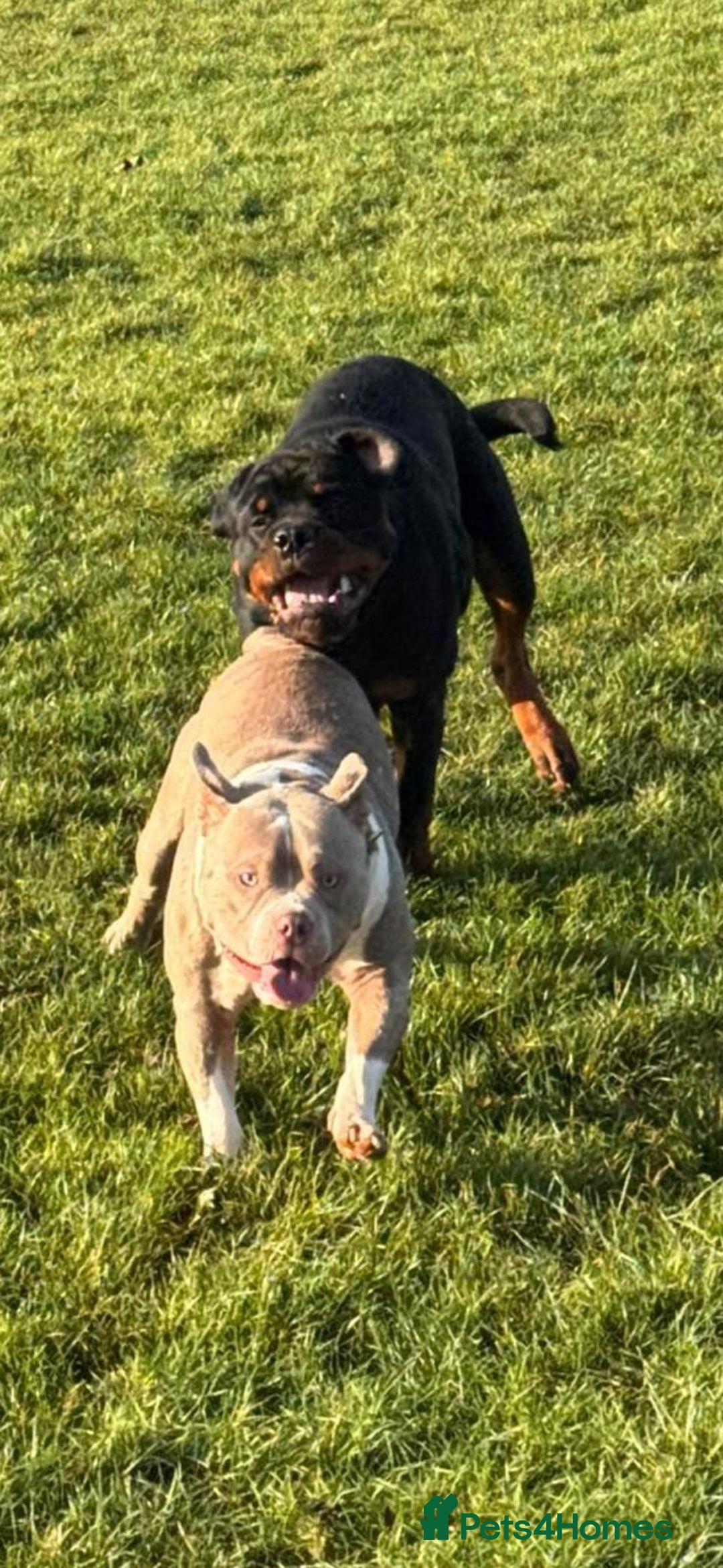 American Bully dogs for sale: American pocket bully bitch  - Advert 5