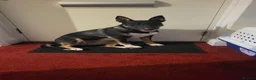 Mixed Breed dogs for sale: Breathtakingly Beautiful EBT Mix Puppy For Sale. - Advert 9