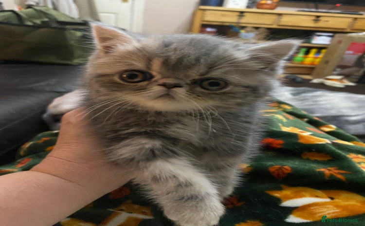 Exotic cats - Advert 1