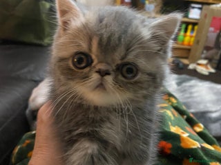 Exotic cats - Advert 1