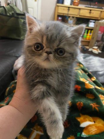 Exotic cats - Advert 2