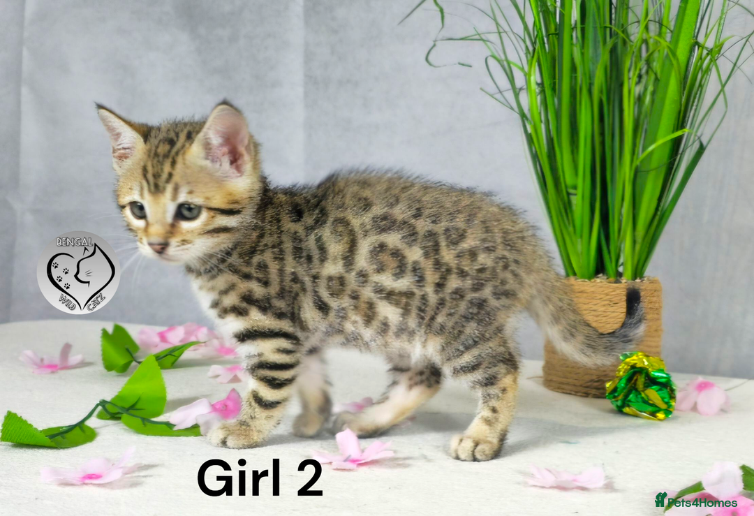 Bengal cats for sale: 3 brown bengal boys - Image 5