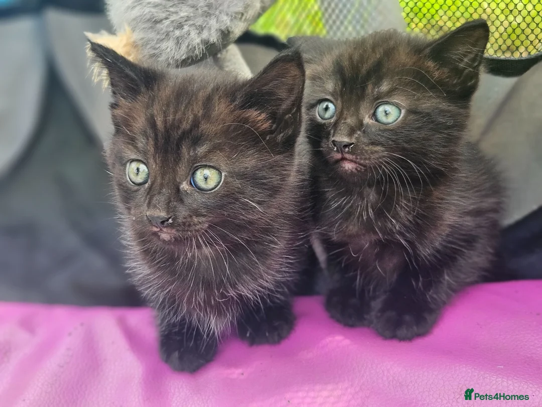 Mixed Breed cats for sale: Half Bengal Kittens - Advert 2