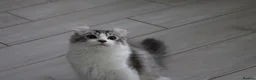 American Curl cats for sale: Beautiful, playful Rare American Curl Kittens - Advert 40