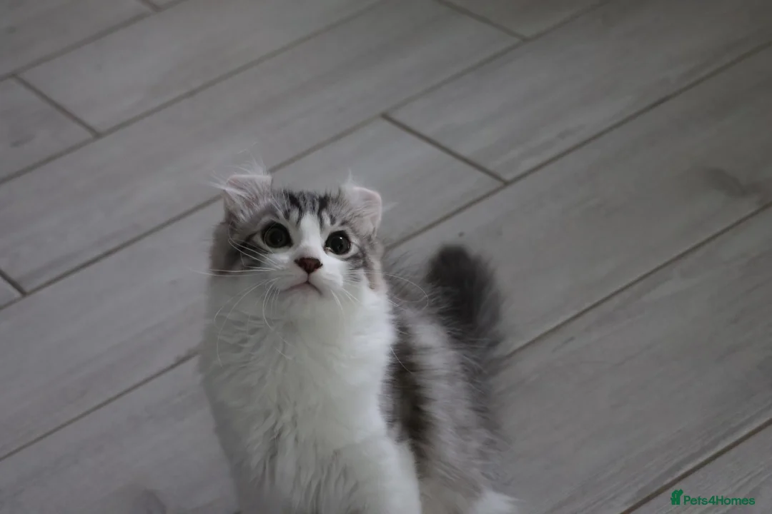 American Curl cats for sale: Beautiful, playful Rare American Curl Kittens - Advert 40