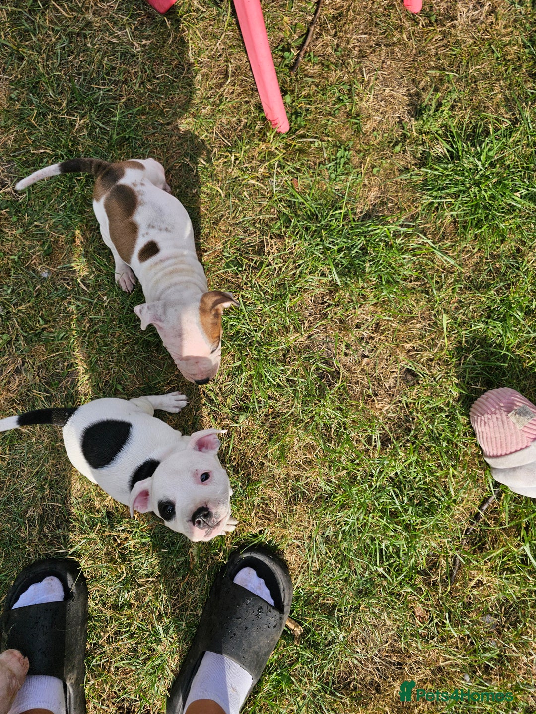Staffordshire Bull Terrier dogs for sale: 🐾 Beautiful Staffordshire Bull Terrier Puppies 🐾 - Image 19