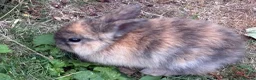Mini Lop rabbits for sale: Beautiful baby bunnies in Heckmondwike - Advert 3
