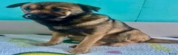 German Shepherd dogs for adoption: 🐾 NOMI – Mini German Shepherd - Advert 4
