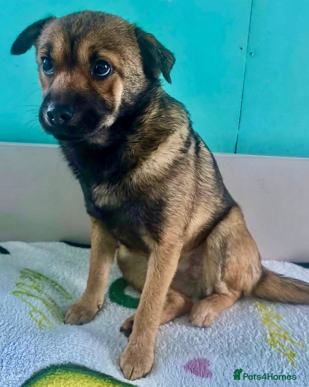 German Shepherd dogs for adoption: 🐾 NOMI – Mini German Shepherd - Advert 4