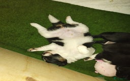 Border Collie dogs for sale: Border Collie 3/4 Kelpie 1/4 puppies - Image 7