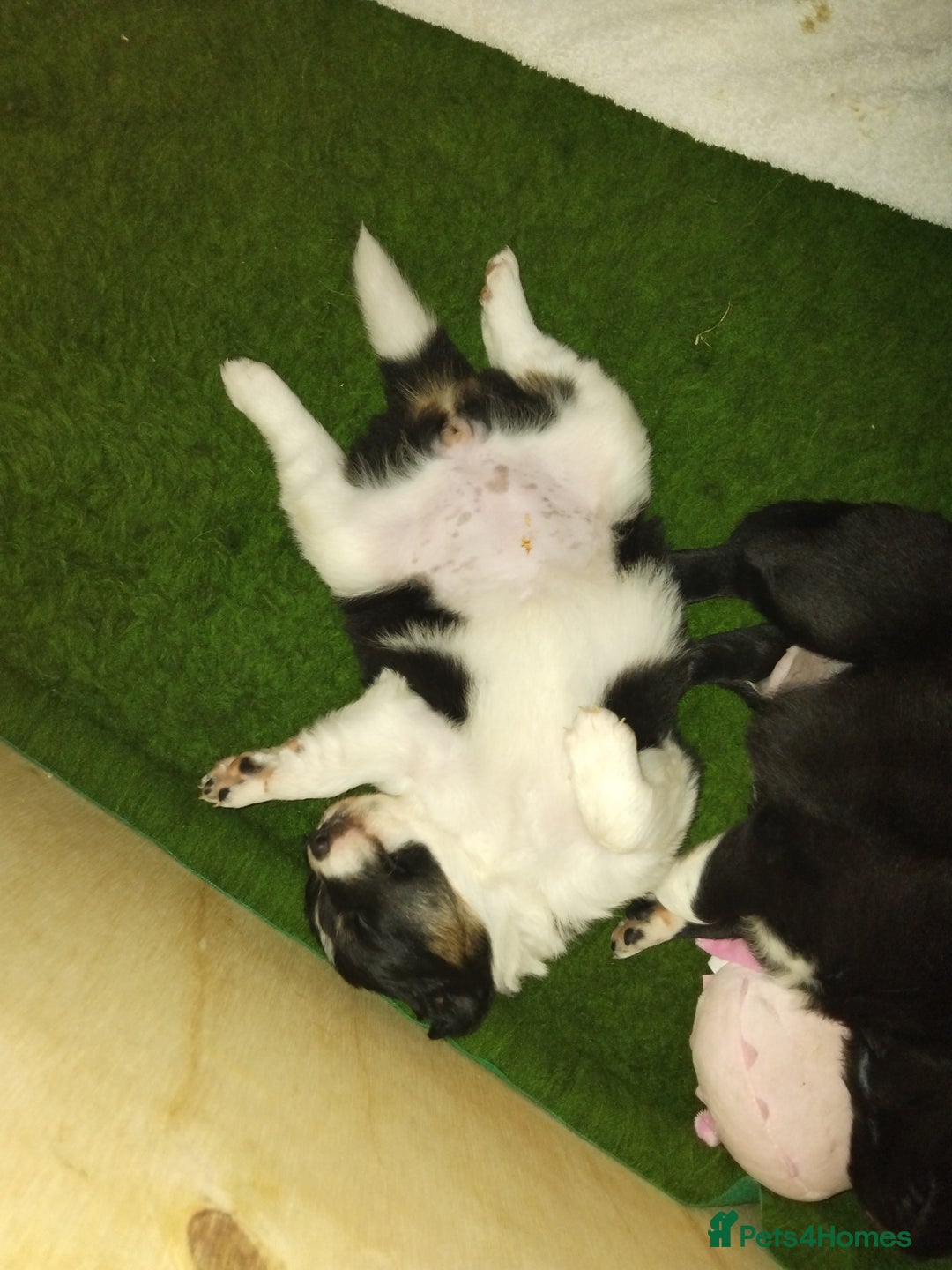 Border Collie dogs for sale: Border Collie 3/4 Kelpie 1/4 puppies - Image 7