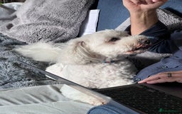 Tibetan Terrier dogs for adoption: Sweet Sophie Needs Love  in Salisbury - Image 8