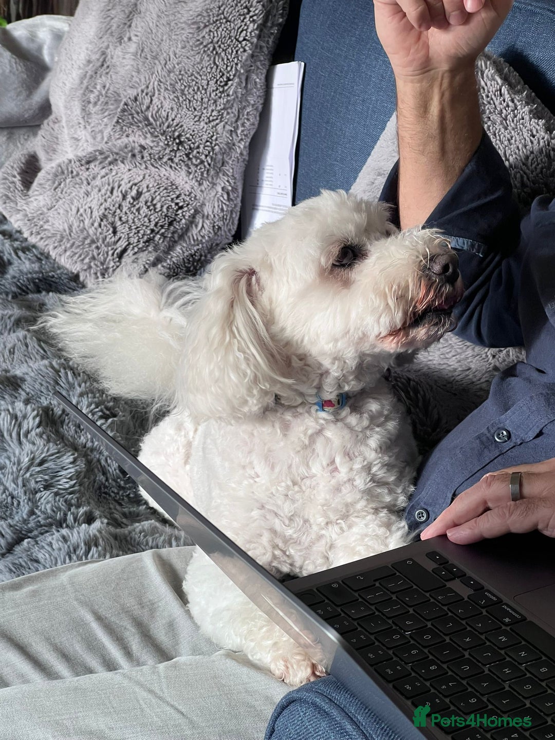 Tibetan Terrier dogs for adoption: Sweet Sophie Needs Love  in Salisbury - Image 8