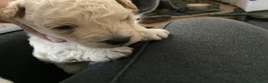 Poochon 2