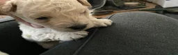 Poochon dogs for sale: Bischoon pups - Advert 8
