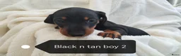 Miniature Dachshund dogs for sale: Mini dachshund  - Advert 7