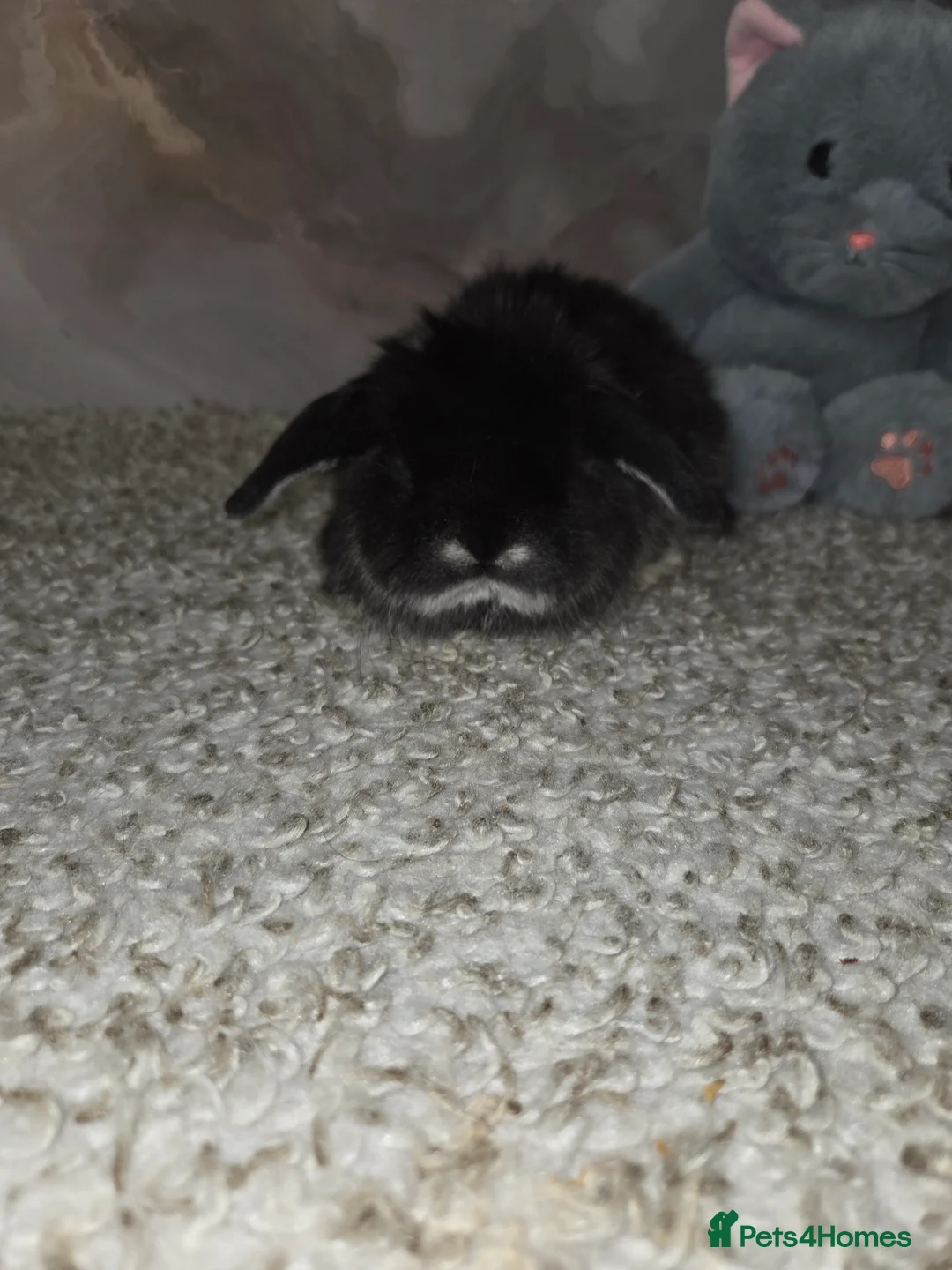 Mini Lop rabbits for sale: PURE MINI LOP BUNNIES ( All COLOURS) - Advert 7